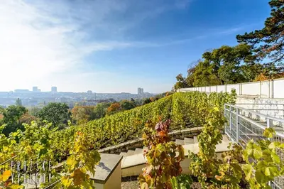 a vineyard with a bunch of vines at Luxury apartment with terrace and garage in Prague