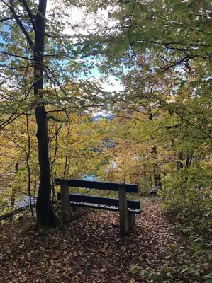 a park bench sitting in the woods next to a tree at Лесной Коттедж Нова in Živohošť