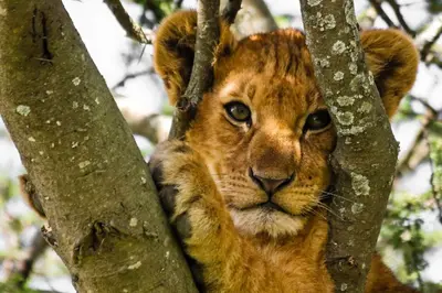 a lion cub in a tree at Sunny room in centre of Prague H1 in Prague