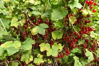 a bunch of red berries on a plant with green leaves at Suite at Château Domoušice in Domoušíce