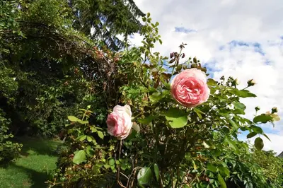 two pink roses are growing on a bush at Suite at Château Domoušice in Domoušíce